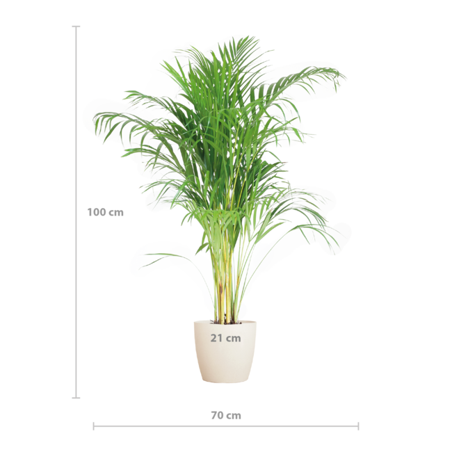 Areca Palm (Dypsis) met Lissabon mand wit - 100cm - Ø21