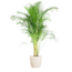 Areca Palm (Dypsis) met Viber wit - 100cm - Ø21