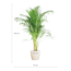 Areca Palm (Dypsis) met Viber wit - 100cm - Ø21