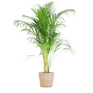 Areca Palm (Dypsis) met Sofia mand naturel - 100cm - Ø21