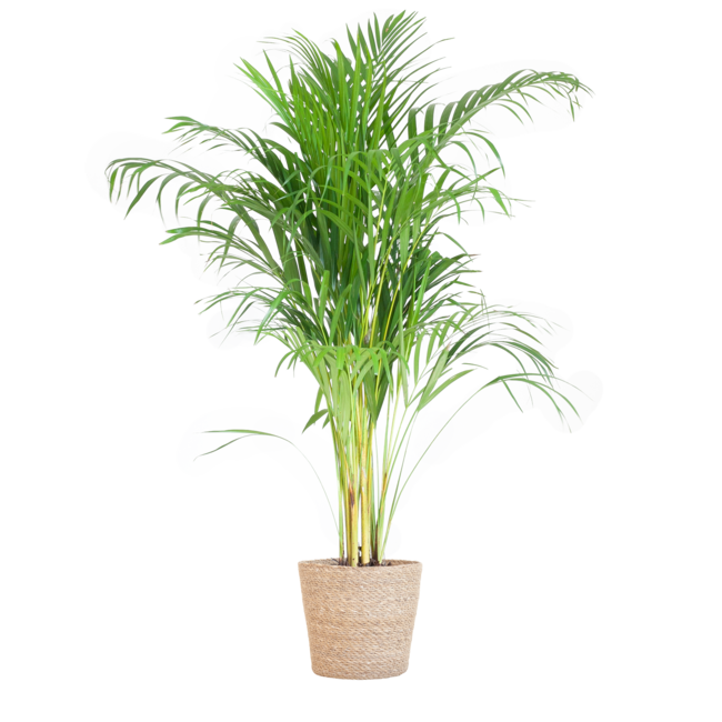 Areca Palm (Dypsis) met Sofia mand naturel - 100cm - Ø21