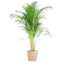 Areca Palm (Dypsis) met Sofia mand naturel - 100cm - Ø21