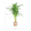 Areca Palm (Dypsis) met Sofia mand naturel - 100cm - Ø21