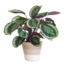 Calathea Medaillon met Lissabon mand wit - 65cm - Ø19