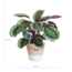 Calathea Medaillon met Lissabon mand wit - 65cm - Ø19