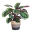 Calathea Medaillon met Lissabon mand zwart - 65cm - Ø21