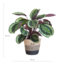 Calathea Medaillon met Lissabon mand zwart - 65cm - Ø21