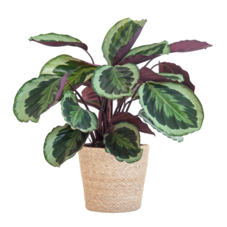 Calathea Medaillon met Sofia mand naturel - 65cm - Ø21