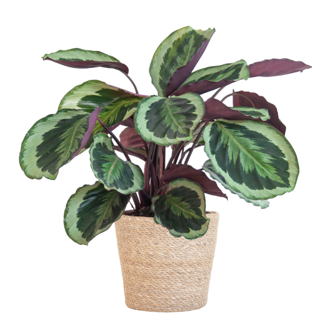 Calathea Medaillon met Sofia mand naturel - 65cm - Ø21