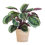 Calathea Medaillon met Sofia mand naturel - 65cm - Ø21