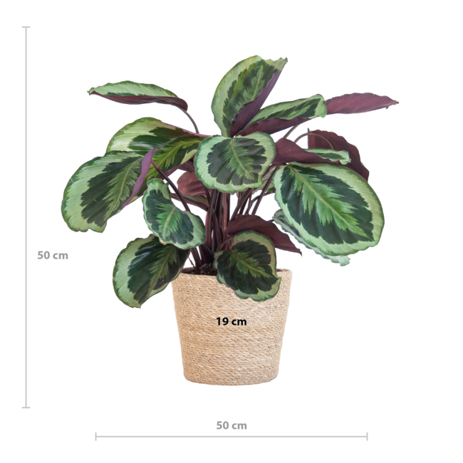 Calathea Medaillon met Sofia mand naturel - 65cm - Ø21