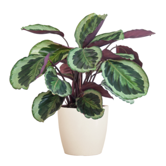 Calathea Medaillon met Viber wit - 65cm - Ø21