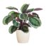 Calathea Medaillon met Viber wit - 65cm - Ø21