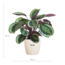 Calathea Medaillon met Viber wit - 65cm - Ø21
