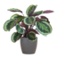 Calathea Medaillon met Viber grijs - 65cm - Ø21