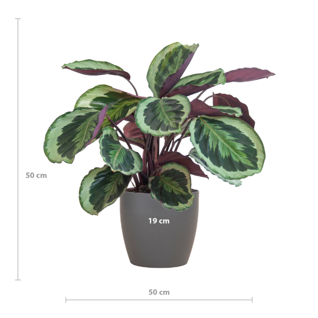 Calathea Medaillon met Viber grijs - 65cm - Ø21