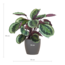 Calathea Medaillon met Viber grijs - 65cm - Ø21