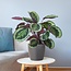 Calathea Medaillon met Viber grijs - 65cm - Ø21