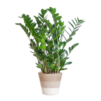 Zamioculcas Zamiifolia met Mand Lissabon wit - 80cm - Ø21