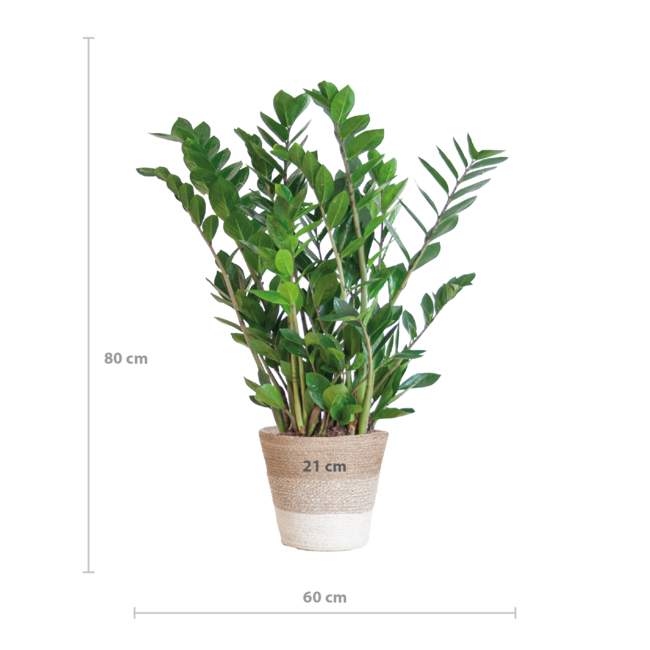 Zamioculcas Zamiifolia met Mand Lissabon wit - 80cm - Ø21