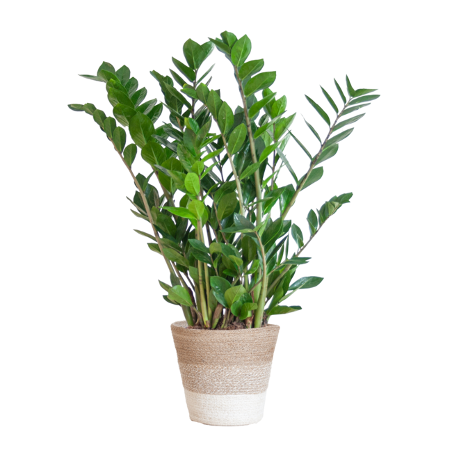 Zamioculcas Zamiifolia met Mand Lissabon wit - 80cm - Ø21