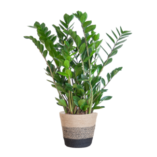 Zamioculcas Zamiifolia met Mand Lissabon zwart - 80cm - Ø21