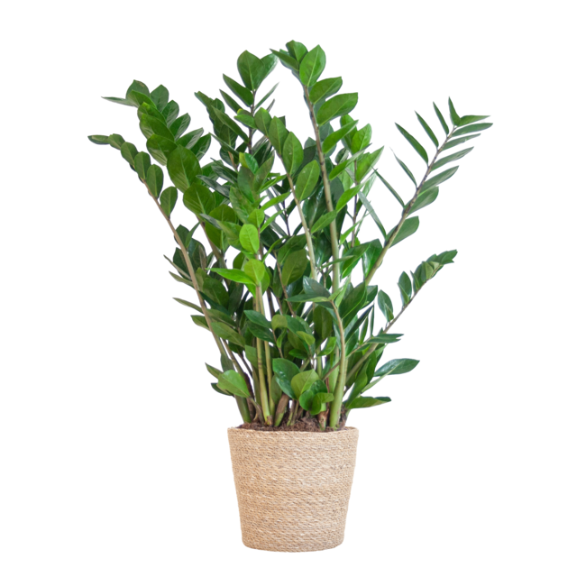 Zamioculcas Zamiifolia met Sofia mand naturel - 80cm - Ø21