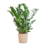 Zamioculcas Zamiifolia met Sofia mand naturel - 80cm - Ø21