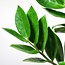 Zamioculcas Zamiifolia met Sofia mand naturel - 80cm - Ø21