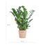Zamioculcas Zamiifolia met Sofia mand naturel - 80cm - Ø21