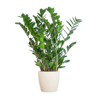 Zamioculcas Zamiifolia met Viber wit - 80cm - Ø21