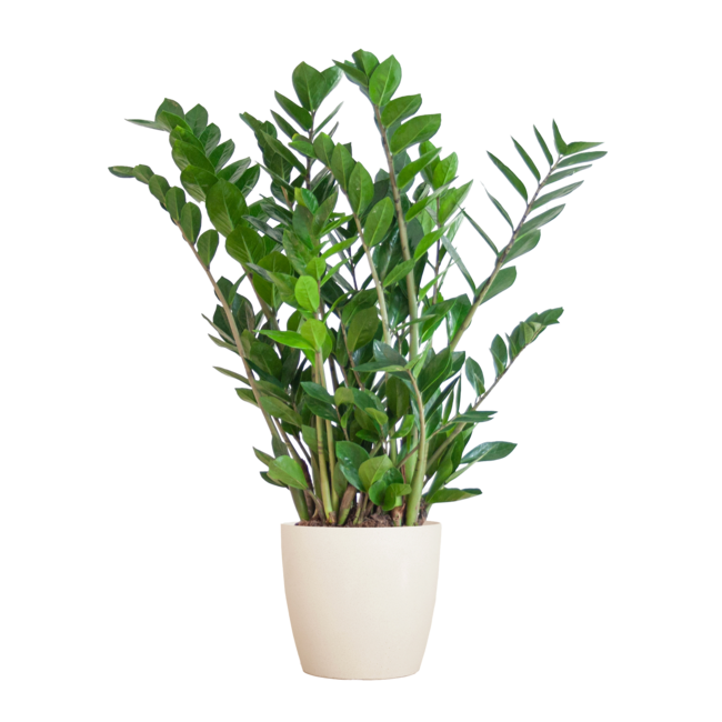 Zamioculcas Zamiifolia met Viber wit - 80cm - Ø21