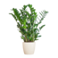 Zamioculcas Zamiifolia met Viber wit - 80cm - Ø21