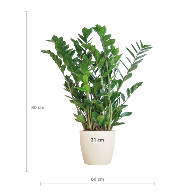 Zamioculcas Zamiifolia met Viber wit - 80cm - Ø21