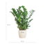 Zamioculcas Zamiifolia met Viber wit - 80cm - Ø21