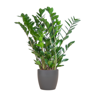 Zamioculcas Zamiifolia met Viber grijs - 80cm - Ø21