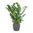 Zamioculcas Zamiifolia met Viber grijs - 80cm - Ø21