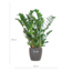 Zamioculcas Zamiifolia met Viber grijs - 80cm - Ø21