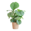 Calathea Orbifolia met Sofia mand naturel - 65cm - Ø21