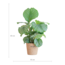 Calathea Orbifolia met Sofia mand naturel - 65cm - Ø21