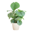Calathea Orbifolia met Viber wit - 65cm - Ø21