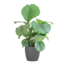 Calathea Orbifolia met Viber grijs - 65cm - Ø21