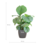 Calathea Orbifolia met Viber grijs - 65cm - Ø21