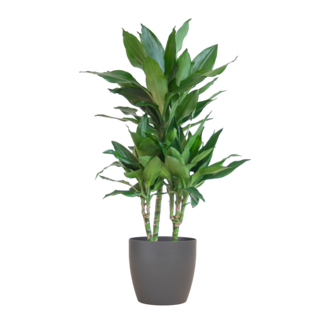 Dracaena Janet Lindt met Viber grijs - 95cm - Ø21