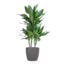 Dracaena Janet Lindt met Viber grijs - 95cm - Ø21