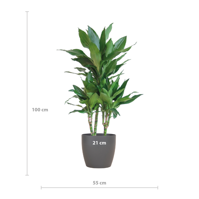 Dracaena Janet Lindt met Viber grijs - 95cm - Ø21