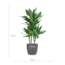 Dracaena Janet Lindt met Viber grijs - 95cm - Ø21