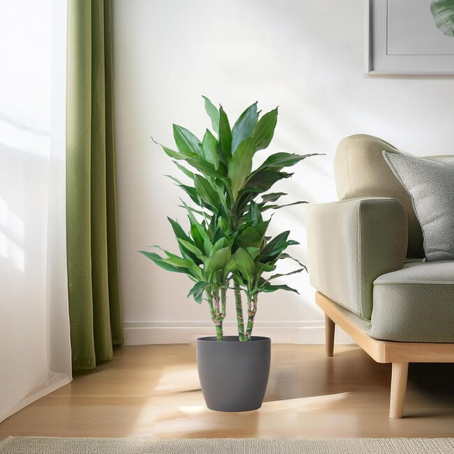 Dracaena Janet Lindt met Viber grijs - 95cm - Ø21
