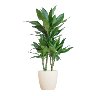 Dracaena Janet Lindt met Viber wit - 95cm - Ø21