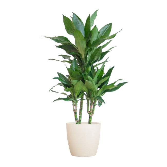 Dracaena Janet Lindt met Viber wit - 95cm - Ø21